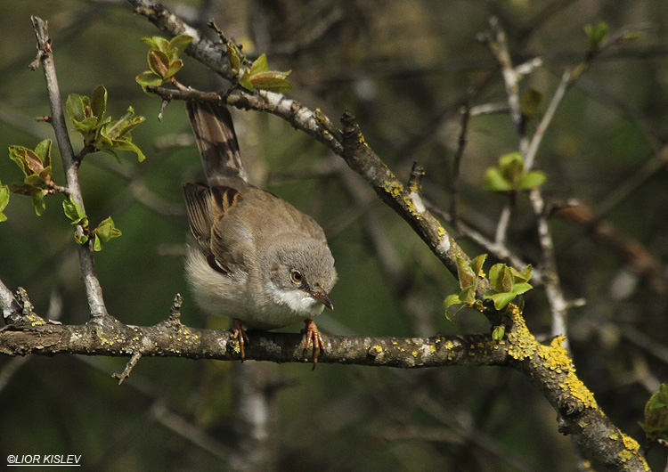 Common Whitethroat Sylvia communis       Bacha valley, Golan13-04-11  Lior Kislev